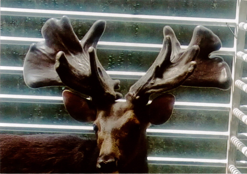 Web Query For Deer Antler Velvet Harvest Contest